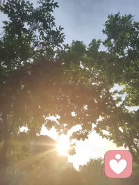 观桑蚕有感：破茧之路，亦是少年成长之道
 
枝头桑葚尚青，毛虫啃食桑叶，终将化茧成蝶；恰如少年求学，以汗水为食，以磨砺为光，终能破茧而出，振翅高飞。
 
 
 
一、生命的隐喻：从啃食桑叶到破茧成蝶
 
这些毛茸茸的小虫，看似柔弱，却以惊人的韧性啃食桑叶，哪怕枝叶被啃得斑驳，也从未停下生长的脚步。它们从不抱怨桑叶的粗糙，也不畏惧未来的未知，只是默默积蓄力量，等待破茧的那一刻。
 
这像极了我们的青春：在校园里，我们也曾为一道难题愁眉不展，为一次考试彻夜难眠，为前路迷茫焦虑不安。但正如毛虫必须经历啃食、蜕皮、结茧的过程，少年的成长也无法跳过磨砺与沉淀。没有日复一日的坚持，哪有化蝶时的惊艳？
 
二、给青年学子的三句激励
 
1. 别怕“啃食”的辛苦，每一步都在为未来蓄力
毛虫啃食桑叶，是为了储存破茧的能量；少年寒窗苦读，是为了积累改变命运的力量。你读过的书、刷过的题、熬过的夜，都不是无用功，它们会像桑叶的养分一样，慢慢变成你破茧时的翅膀。
​
2. 别怕“结茧”的孤独，沉淀是破茧的必经之路
毛虫结茧时，会陷入一段看似静止的孤独时光，外界看不到它的变化，只有它自己知道，正在完成生命的蜕变。少年亦是如此，不必害怕独处的时光，不必焦虑暂时的迷茫，沉下心来打磨自己，才能在未来振翅高飞。
​
3. 别怕“蜕变”的阵痛，每一次挣扎都是新生
破茧的过程必然伴随着痛苦，但正是这股挣扎的力量，才能让翅膀变得坚韧。人生亦是如此，那些让你感到痛苦的挫折、压力与挑战，不是来打垮你的，而是来成就你的。熬过阵痛，你会发现，自己早已不是从前的模样。
 
 
 
三、小诗一首·赠少年学子
 
《桑蚕寄怀》
青桑枝上毛虫卧，细啃新叶待化蛾。
莫道今朝身未展，一朝破茧自凌波。
少年当效此中志，莫怕寒窗岁月磨。
待到振翅高飞日，笑看风雨亦成歌。
 
愿每一位学子，都能像这些桑蚕一样，以坚韧为食，以沉淀为光，终有一天，破茧成蝶，飞向属于自己的广阔天地。配图