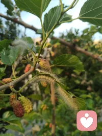 观桑蚕有感：破茧之路，亦是少年成长之道
 
枝头桑葚尚青，毛虫啃食桑叶，终将化茧成蝶；恰如少年求学，以汗水为食，以磨砺为光，终能破茧而出，振翅高飞。
 
 
 
一、生命的隐喻：从啃食桑叶到破茧成蝶
 
这些毛茸茸的小虫，看似柔弱，却以惊人的韧性啃食桑叶，哪怕枝叶被啃得斑驳，也从未停下生长的脚步。它们从不抱怨桑叶的粗糙，也不畏惧未来的未知，只是默默积蓄力量，等待破茧的那一刻。
 
这像极了我们的青春：在校园里，我们也曾为一道难题愁眉不展，为一次考试彻夜难眠，为前路迷茫焦虑不安。但正如毛虫必须经历啃食、蜕皮、结茧的过程，少年的成长也无法跳过磨砺与沉淀。没有日复一日的坚持，哪有化蝶时的惊艳？
 
二、给青年学子的三句激励
 
1. 别怕“啃食”的辛苦，每一步都在为未来蓄力
毛虫啃食桑叶，是为了储存破茧的能量；少年寒窗苦读，是为了积累改变命运的力量。你读过的书、刷过的题、熬过的夜，都不是无用功，它们会像桑叶的养分一样，慢慢变成你破茧时的翅膀。
​
2. 别怕“结茧”的孤独，沉淀是破茧的必经之路
毛虫结茧时，会陷入一段看似静止的孤独时光，外界看不到它的变化，只有它自己知道，正在完成生命的蜕变。少年亦是如此，不必害怕独处的时光，不必焦虑暂时的迷茫，沉下心来打磨自己，才能在未来振翅高飞。
​
3. 别怕“蜕变”的阵痛，每一次挣扎都是新生
破茧的过程必然伴随着痛苦，但正是这股挣扎的力量，才能让翅膀变得坚韧。人生亦是如此，那些让你感到痛苦的挫折、压力与挑战，不是来打垮你的，而是来成就你的。熬过阵痛，你会发现，自己早已不是从前的模样。
 
 
 
三、小诗一首·赠少年学子
 
《桑蚕寄怀》
青桑枝上毛虫卧，细啃新叶待化蛾。
莫道今朝身未展，一朝破茧自凌波。
少年当效此中志，莫怕寒窗岁月磨。
待到振翅高飞日，笑看风雨亦成歌。
 
愿每一位学子，都能像这些桑蚕一样，以坚韧为食，以沉淀为光，终有一天，破茧成蝶，飞向属于自己的广阔天地。配图