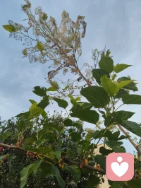 观桑蚕有感：破茧之路，亦是少年成长之道
 
枝头桑葚尚青，毛虫啃食桑叶，终将化茧成蝶；恰如少年求学，以汗水为食，以磨砺为光，终能破茧而出，振翅高飞。
 
 
 
一、生命的隐喻：从啃食桑叶到破茧成蝶
 
这些毛茸茸的小虫，看似柔弱，却以惊人的韧性啃食桑叶，哪怕枝叶被啃得斑驳，也从未停下生长的脚步。它们从不抱怨桑叶的粗糙，也不畏惧未来的未知，只是默默积蓄力量，等待破茧的那一刻。
 
这像极了我们的青春：在校园里，我们也曾为一道难题愁眉不展，为一次考试彻夜难眠，为前路迷茫焦虑不安。但正如毛虫必须经历啃食、蜕皮、结茧的过程，少年的成长也无法跳过磨砺与沉淀。没有日复一日的坚持，哪有化蝶时的惊艳？
 
二、给青年学子的三句激励
 
1. 别怕“啃食”的辛苦，每一步都在为未来蓄力
毛虫啃食桑叶，是为了储存破茧的能量；少年寒窗苦读，是为了积累改变命运的力量。你读过的书、刷过的题、熬过的夜，都不是无用功，它们会像桑叶的养分一样，慢慢变成你破茧时的翅膀。
​
2. 别怕“结茧”的孤独，沉淀是破茧的必经之路
毛虫结茧时，会陷入一段看似静止的孤独时光，外界看不到它的变化，只有它自己知道，正在完成生命的蜕变。少年亦是如此，不必害怕独处的时光，不必焦虑暂时的迷茫，沉下心来打磨自己，才能在未来振翅高飞。
​
3. 别怕“蜕变”的阵痛，每一次挣扎都是新生
破茧的过程必然伴随着痛苦，但正是这股挣扎的力量，才能让翅膀变得坚韧。人生亦是如此，那些让你感到痛苦的挫折、压力与挑战，不是来打垮你的，而是来成就你的。熬过阵痛，你会发现，自己早已不是从前的模样。
 
 
 
三、小诗一首·赠少年学子
 
《桑蚕寄怀》
青桑枝上毛虫卧，细啃新叶待化蛾。
莫道今朝身未展，一朝破茧自凌波。
少年当效此中志，莫怕寒窗岁月磨。
待到振翅高飞日，笑看风雨亦成歌。
 
愿每一位学子，都能像这些桑蚕一样，以坚韧为食，以沉淀为光，终有一天，破茧成蝶，飞向属于自己的广阔天地。配图
