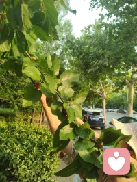 观桑蚕有感：破茧之路，亦是少年成长之道
 
枝头桑葚尚青，毛虫啃食桑叶，终将化茧成蝶；恰如少年求学，以汗水为食，以磨砺为光，终能破茧而出，振翅高飞。
 
 
 
一、生命的隐喻：从啃食桑叶到破茧成蝶
 
这些毛茸茸的小虫，看似柔弱，却以惊人的韧性啃食桑叶，哪怕枝叶被啃得斑驳，也从未停下生长的脚步。它们从不抱怨桑叶的粗糙，也不畏惧未来的未知，只是默默积蓄力量，等待破茧的那一刻。
 
这像极了我们的青春：在校园里，我们也曾为一道难题愁眉不展，为一次考试彻夜难眠，为前路迷茫焦虑不安。但正如毛虫必须经历啃食、蜕皮、结茧的过程，少年的成长也无法跳过磨砺与沉淀。没有日复一日的坚持，哪有化蝶时的惊艳？
 
二、给青年学子的三句激励
 
1. 别怕“啃食”的辛苦，每一步都在为未来蓄力
毛虫啃食桑叶，是为了储存破茧的能量；少年寒窗苦读，是为了积累改变命运的力量。你读过的书、刷过的题、熬过的夜，都不是无用功，它们会像桑叶的养分一样，慢慢变成你破茧时的翅膀。
​
2. 别怕“结茧”的孤独，沉淀是破茧的必经之路
毛虫结茧时，会陷入一段看似静止的孤独时光，外界看不到它的变化，只有它自己知道，正在完成生命的蜕变。少年亦是如此，不必害怕独处的时光，不必焦虑暂时的迷茫，沉下心来打磨自己，才能在未来振翅高飞。
​
3. 别怕“蜕变”的阵痛，每一次挣扎都是新生
破茧的过程必然伴随着痛苦，但正是这股挣扎的力量，才能让翅膀变得坚韧。人生亦是如此，那些让你感到痛苦的挫折、压力与挑战，不是来打垮你的，而是来成就你的。熬过阵痛，你会发现，自己早已不是从前的模样。
 
 
 
三、小诗一首·赠少年学子
 
《桑蚕寄怀》
青桑枝上毛虫卧，细啃新叶待化蛾。
莫道今朝身未展，一朝破茧自凌波。
少年当效此中志，莫怕寒窗岁月磨。
待到振翅高飞日，笑看风雨亦成歌。
 
愿每一位学子，都能像这些桑蚕一样，以坚韧为食，以沉淀为光，终有一天，破茧成蝶，飞向属于自己的广阔天地。配图