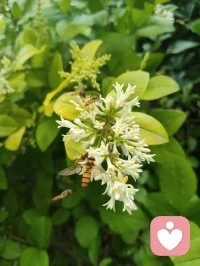 观桑蚕有感：破茧之路，亦是少年成长之道
 
枝头桑葚尚青，毛虫啃食桑叶，终将化茧成蝶；恰如少年求学，以汗水为食，以磨砺为光，终能破茧而出，振翅高飞。
 
 
 
一、生命的隐喻：从啃食桑叶到破茧成蝶
 
这些毛茸茸的小虫，看似柔弱，却以惊人的韧性啃食桑叶，哪怕枝叶被啃得斑驳，也从未停下生长的脚步。它们从不抱怨桑叶的粗糙，也不畏惧未来的未知，只是默默积蓄力量，等待破茧的那一刻。
 
这像极了我们的青春：在校园里，我们也曾为一道难题愁眉不展，为一次考试彻夜难眠，为前路迷茫焦虑不安。但正如毛虫必须经历啃食、蜕皮、结茧的过程，少年的成长也无法跳过磨砺与沉淀。没有日复一日的坚持，哪有化蝶时的惊艳？
 
二、给青年学子的三句激励
 
1. 别怕“啃食”的辛苦，每一步都在为未来蓄力
毛虫啃食桑叶，是为了储存破茧的能量；少年寒窗苦读，是为了积累改变命运的力量。你读过的书、刷过的题、熬过的夜，都不是无用功，它们会像桑叶的养分一样，慢慢变成你破茧时的翅膀。
​
2. 别怕“结茧”的孤独，沉淀是破茧的必经之路
毛虫结茧时，会陷入一段看似静止的孤独时光，外界看不到它的变化，只有它自己知道，正在完成生命的蜕变。少年亦是如此，不必害怕独处的时光，不必焦虑暂时的迷茫，沉下心来打磨自己，才能在未来振翅高飞。
​
3. 别怕“蜕变”的阵痛，每一次挣扎都是新生
破茧的过程必然伴随着痛苦，但正是这股挣扎的力量，才能让翅膀变得坚韧。人生亦是如此，那些让你感到痛苦的挫折、压力与挑战，不是来打垮你的，而是来成就你的。熬过阵痛，你会发现，自己早已不是从前的模样。
 
 
 
三、小诗一首·赠少年学子
 
《桑蚕寄怀》
青桑枝上毛虫卧，细啃新叶待化蛾。
莫道今朝身未展，一朝破茧自凌波。
少年当效此中志，莫怕寒窗岁月磨。
待到振翅高飞日，笑看风雨亦成歌。
 
愿每一位学子，都能像这些桑蚕一样，以坚韧为食，以沉淀为光，终有一天，破茧成蝶，飞向属于自己的广阔天地。配图