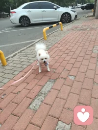 可爱的博美小白狗，是个小帅哥，它从敌视到顺从只需要一声来自草原的狼啸！它主人说它一个星期去两次美容院，确实养的挺好看的！美！配图