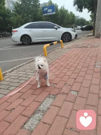 可爱的博美小白狗，是个小帅哥，它从敌视到顺从只需要一声来自草原的狼啸！它主人说它一个星期去两次美容院，确实养的挺好看的！美！配图