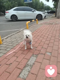可爱的博美小白狗，是个小帅哥，它从敌视到顺从只需要一声来自草原的狼啸！它主人说它一个星期去两次美容院，确实养的挺好看的！美！配图
