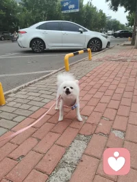 可爱的博美小白狗，是个小帅哥，它从敌视到顺从只需要一声来自草原的狼啸！它主人说它一个星期去两次美容院，确实养的挺好看的！美！配图