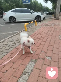 可爱的博美小白狗，是个小帅哥，它从敌视到顺从只需要一声来自草原的狼啸！它主人说它一个星期去两次美容院，确实养的挺好看的！美！配图