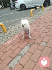 可爱的博美小白狗，是个小帅哥，它从敌视到顺从只需要一声来自草原的狼啸！它主人说它一个星期去两次美容院，确实养的挺好看的！美！配图