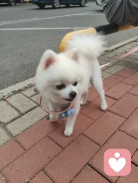 可爱的博美小白狗，是个小帅哥，它从敌视到顺从只需要一声来自草原的狼啸！它主人说它一个星期去两次美容院，确实养的挺好看的！美！配图