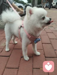 可爱的博美小白狗，是个小帅哥，它从敌视到顺从只需要一声来自草原的狼啸！它主人说它一个星期去两次美容院，确实养的挺好看的！美！配图