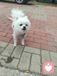 可爱的博美小白狗，是个小帅哥，它从敌视到顺从只需要一声来自草原的狼啸！它主人说它一个星期去两次美容院，确实养的挺好看的！美！配图