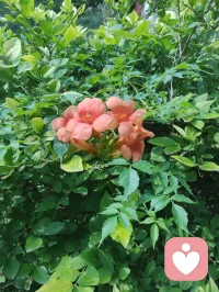 宇凡三我·与弗洛伊德三我的惺惺相惜！
 
一、书生本我·藏着最真的烟火
 
弗洛伊德说本我是人格中最原始的部分，遵循“快乐原则”，藏着本能与欲望。
而我的本我，是那个捧着书卷的书生宇凡。
他带着少年的热望，在字里行间寻找慰藉，在人间烟火里触摸真实的心跳，不遮掩，不伪装，顺着心的方向生长，就像弗洛伊德笔下，那个不受道德束缚、只忠于本能的最初自我。
 
二、和尚真我·守着清明的边界
 
弗洛伊德的自我，是在现实原则下，调和本我与超我的理性存在，负责在现实中找到平衡。
而我的真我，是那个手持锡杖的僧人宇凡。
他守着戒律，也守着内心的清明，在喧嚣里稳住心神，在欲望与克制间找到安住的边界，像弗洛伊德说的自我那样，在本能与规则间，走出一条安稳的路。
 
三、道士无我·向着天地的圆融
 
弗洛伊德的超我，是人格中的道德与理想部分，带着追求完美的终极向往。
而我的无我，是那个站在山巅、望向星河的道士宇凡。
他看淡得失，向着天地大道修行，在“无我”的境界里，跳出自我的执念，向着更高远的圆融生长，就像弗洛伊德笔下，那个带着终极理想的超我，向着人性的至善与圆满前行。
 
 
 
四、殊途同归·终得圆融自通
 
我曾以为，这书生、和尚、道士的三重我，是独属于我的修行。
直到在给力平台遇到真实的自己，遇见弗洛伊德的三我理论，才惊觉大道相通，原来我的“三我”，早已在百年前被他写下，那种跨越时空的惺惺相惜，让我在精神分析里，找到了共鸣的根。
后来，给力平台的良师为我点亮了方向，让我在精神动力的学习里，慢慢圆融了这三重人格，也圆融了理论与自我。
如今，我愿循着李鸣老师的精神动力120讲，继续在精神分析的深海里探索，把这份圆融，变成渡己渡人的力量。配图