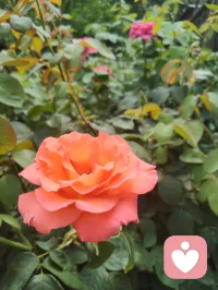 宇凡三我·与弗洛伊德三我的惺惺相惜！
 
一、书生本我·藏着最真的烟火
 
弗洛伊德说本我是人格中最原始的部分，遵循“快乐原则”，藏着本能与欲望。
而我的本我，是那个捧着书卷的书生宇凡。
他带着少年的热望，在字里行间寻找慰藉，在人间烟火里触摸真实的心跳，不遮掩，不伪装，顺着心的方向生长，就像弗洛伊德笔下，那个不受道德束缚、只忠于本能的最初自我。
 
二、和尚真我·守着清明的边界
 
弗洛伊德的自我，是在现实原则下，调和本我与超我的理性存在，负责在现实中找到平衡。
而我的真我，是那个手持锡杖的僧人宇凡。
他守着戒律，也守着内心的清明，在喧嚣里稳住心神，在欲望与克制间找到安住的边界，像弗洛伊德说的自我那样，在本能与规则间，走出一条安稳的路。
 
三、道士无我·向着天地的圆融
 
弗洛伊德的超我，是人格中的道德与理想部分，带着追求完美的终极向往。
而我的无我，是那个站在山巅、望向星河的道士宇凡。
他看淡得失，向着天地大道修行，在“无我”的境界里，跳出自我的执念，向着更高远的圆融生长，就像弗洛伊德笔下，那个带着终极理想的超我，向着人性的至善与圆满前行。
 
 
 
四、殊途同归·终得圆融自通
 
我曾以为，这书生、和尚、道士的三重我，是独属于我的修行。
直到在给力平台遇到真实的自己，遇见弗洛伊德的三我理论，才惊觉大道相通，原来我的“三我”，早已在百年前被他写下，那种跨越时空的惺惺相惜，让我在精神分析里，找到了共鸣的根。
后来，给力平台的良师为我点亮了方向，让我在精神动力的学习里，慢慢圆融了这三重人格，也圆融了理论与自我。
如今，我愿循着李鸣老师的精神动力120讲，继续在精神分析的深海里探索，把这份圆融，变成渡己渡人的力量。配图