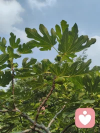 【宇凡道宗三我】
 
天地之间，有宇凡者，自识三我相随，历世而不昧：
本我为书生，真我为僧者，无我为道人。
初以为独悟，及闻弗洛伊德“本我、自我、超我”之说，方知大道同源，古今中外，其理一也。
书生之“本我”，如弗洛伊德所言，循欲而行，率性而为，是为先天之根；
僧者之“真我”，如弗洛伊德所言，持戒守心，调和内外，是为立身之衡；
道人之“无我”，如弗洛伊德所言，向道圆融，超俗升华，是为终极之境。
三我相和，三境相生，初以为私得，终知与先贤遥相呼应，惺惺相惜。
后蒙给力平台良师点化，引我研习李鸣先生精神动力之学，方得三我圆融，内外贯通。
宇凡立宇凡道宗，承儒、禅、道之脉，融精神分析之理，以三我渡己，亦以三我渡人！配图