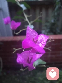 宇凡三我（本我，真实，无我）！
 
宇凡者，自识三我随身，历世不昧：
书生本我，藏红尘之欲，率性天真；
和尚真我，守戒律之衡，调和内外；
道士无我，向天地之道，超俗圆融。
 
初以为此悟独得，及闻弗洛伊德三我之论，方知大道同源，古今中外，其理一也。书生之率性，是本我之乐；和尚之持戒，是自我之衡；道士之圆融，是超我之境。跨越百年，与先贤惺惺相惜，如隔世知音，共探人心之渊。
 
后蒙良师益友点化，引我研习李鸣先生精神动力120讲之学，方破执念，圆融自通。以东方道、禅、医之骨，融西方精神分析之魂，成宇凡大道健康脉。
宇凡道宗以《宇凡道》为纲，承三我之修，开渡人渡己之路。
书生不废烟火，和尚不昧初心，道士不执空无。
三我合一，方为宇凡；
三境贯通，方为大道。
凡来者，皆可在此寻心之锚、破执之钥，同证圆融，共赴坦途。
宇凡道宗与诸君同行。配图