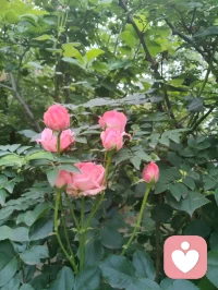 宇凡三我（本我，真实，无我）！
 
宇凡者，自识三我随身，历世不昧：
书生本我，藏红尘之欲，率性天真；
和尚真我，守戒律之衡，调和内外；
道士无我，向天地之道，超俗圆融。
 
初以为此悟独得，及闻弗洛伊德三我之论，方知大道同源，古今中外，其理一也。书生之率性，是本我之乐；和尚之持戒，是自我之衡；道士之圆融，是超我之境。跨越百年，与先贤惺惺相惜，如隔世知音，共探人心之渊。
 
后蒙良师益友点化，引我研习李鸣先生精神动力120讲之学，方破执念，圆融自通。以东方道、禅、医之骨，融西方精神分析之魂，成宇凡大道健康脉。
宇凡道宗以《宇凡道》为纲，承三我之修，开渡人渡己之路。
书生不废烟火，和尚不昧初心，道士不执空无。
三我合一，方为宇凡；
三境贯通，方为大道。
凡来者，皆可在此寻心之锚、破执之钥，同证圆融，共赴坦途。
宇凡道宗与诸君同行。配图