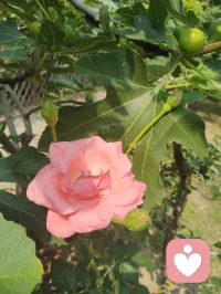 宇凡携三我（本我，真我，无我）而来：书生藏真，和尚守心，道士向道。
幸与弗洛伊德隔世相知，又蒙名师点化，以李鸣师精神动力之学破迷开悟，终得三我圆融。
此宗无门无派，唯以慈悲为舟，渡一切执迷之人，寻心之锚，安魂之所。
愿来者皆得自在，破执念，见真我，同证大道，共沐清光。配图