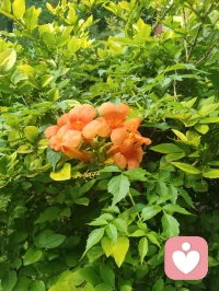 宇凡携三我（本我，真我，无我）而来：书生藏真，和尚守心，道士向道。
幸与弗洛伊德隔世相知，又蒙名师点化，以李鸣师精神动力之学破迷开悟，终得三我圆融。
此宗无门无派，唯以慈悲为舟，渡一切执迷之人，寻心之锚，安魂之所。
愿来者皆得自在，破执念，见真我，同证大道，共沐清光。配图