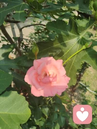 宇凡携三我（本我，真我，无我）而来：书生藏真，和尚守心，道士向道。
幸与弗洛伊德隔世相知，又蒙名师点化，以李鸣师精神动力之学破迷开悟，终得三我圆融。
此宗无门无派，唯以慈悲为舟，渡一切执迷之人，寻心之锚，安魂之所。
愿来者皆得自在，破执念，见真我，同证大道，共沐清光。配图