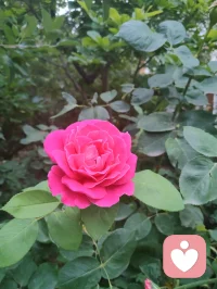 宇凡携三我（本我，真我，无我）而来：书生藏真，和尚守心，道士向道。
幸与弗洛伊德隔世相知，又蒙名师点化，以李鸣师精神动力之学破迷开悟，终得三我圆融。
此宗无门无派，唯以慈悲为舟，渡一切执迷之人，寻心之锚，安魂之所。
愿来者皆得自在，破执念，见真我，同证大道，共沐清光。配图