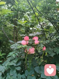 宇凡携三我（本我，真我，无我）而来：书生藏真，和尚守心，道士向道。
幸与弗洛伊德隔世相知，又蒙名师点化，以李鸣师精神动力之学破迷开悟，终得三我圆融。
此宗无门无派，唯以慈悲为舟，渡一切执迷之人，寻心之锚，安魂之所。
愿来者皆得自在，破执念，见真我，同证大道，共沐清光。配图