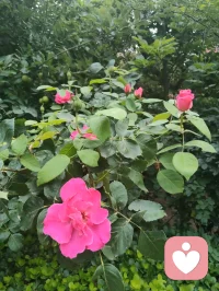 宇凡携三我（本我，真我，无我）而来：书生藏真，和尚守心，道士向道。
幸与弗洛伊德隔世相知，又蒙名师点化，以李鸣师精神动力之学破迷开悟，终得三我圆融。
此宗无门无派，唯以慈悲为舟，渡一切执迷之人，寻心之锚，安魂之所。
愿来者皆得自在，破执念，见真我，同证大道，共沐清光。配图