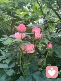 宇凡携三我（本我，真我，无我）而来：书生藏真，和尚守心，道士向道。
幸与弗洛伊德隔世相知，又蒙名师点化，以李鸣师精神动力之学破迷开悟，终得三我圆融。
此宗无门无派，唯以慈悲为舟，渡一切执迷之人，寻心之锚，安魂之所。
愿来者皆得自在，破执念，见真我，同证大道，共沐清光。配图