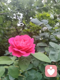 《宇凡勘情悟道》
 
长亭外，古道边，芳草碧连天。
 
宇凡年少，曾随佛门方丈百日论道，洞彻佛旨，却不栖古刹，决意驻足红尘，于烟火俗世中淬炼本心。岁月辗转，今朝一朝顿悟，彻破情关。爱恨痴缠，尽是浮世虚相；一念放下，便得万般从容。自此心无挂碍，斩断尘缘妄执，步履皆是自在。
 
昔年论道所得法理，早已根植于心，然红尘情念，终是修行路上一重关隘。明知色空本相，却难断心底深情，在牵绊之中浮沉良久。直至此刻豁然明悟：情爱本非枷锁，执念方为樊笼。
 
何须遁入空门，方得灵台清净？昔日心动惦念悉数释然，不为俗情扰心神，不为尘缘困步履。往后持禅心行走世间，笑看离合聚散，坦然接纳世事无常，余生从容洒脱，再无半分牵绊。
 
昔日参禅明理，今朝顿破情关。万般情爱皆为幻相，诸般执念尽化云烟。心归空境，再无挂碍。
 
吾与弘一法师，法门各异，道心归一，终究殊途同归。此后纵步红尘，胸怀坦荡，自在逍遥。配图