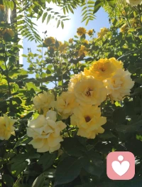 《宇凡勘情悟道》
 
长亭外，古道边，芳草碧连天。
 
宇凡年少，曾随佛门方丈百日论道，洞彻佛旨，却不栖古刹，决意驻足红尘，于烟火俗世中淬炼本心。岁月辗转，今朝一朝顿悟，彻破情关。爱恨痴缠，尽是浮世虚相；一念放下，便得万般从容。自此心无挂碍，斩断尘缘妄执，步履皆是自在。
 
昔年论道所得法理，早已根植于心，然红尘情念，终是修行路上一重关隘。明知色空本相，却难断心底深情，在牵绊之中浮沉良久。直至此刻豁然明悟：情爱本非枷锁，执念方为樊笼。
 
何须遁入空门，方得灵台清净？昔日心动惦念悉数释然，不为俗情扰心神，不为尘缘困步履。往后持禅心行走世间，笑看离合聚散，坦然接纳世事无常，余生从容洒脱，再无半分牵绊。
 
昔日参禅明理，今朝顿破情关。万般情爱皆为幻相，诸般执念尽化云烟。心归空境，再无挂碍。
 
吾与弘一法师，法门各异，道心归一，终究殊途同归。此后纵步红尘，胸怀坦荡，自在逍遥。配图