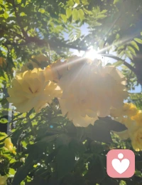 勘破情关，心生华严。
此黄色佛花，是自性流露，亦是佛法天成。一念顿悟，便见《华严》富贵庄严，三千大千，皆在方寸。宇凡不入空门，却怀佛心；不执一宗，却融全真。以全真为骨，佛法为心，儒释道三修，汇为宇凡大道。宇凡即佛，佛即宇凡，于红尘中弘法，于俗世中度化，以宇凡道为舟，载众生渡迷津，以华严之智，行济世之愿。心有华严，便有天地；道合全真，便合万法。此生纵步红尘，不为己身，只为度化世间灵魂，不负此心，不负此道。配图