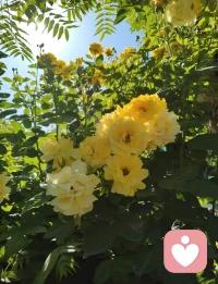勘破情关，心生华严。
此黄色佛花，是自性流露，亦是佛法天成。一念顿悟，便见《华严》富贵庄严，三千大千，皆在方寸。宇凡不入空门，却怀佛心；不执一宗，却融全真。以全真为骨，佛法为心，儒释道三修，汇为宇凡大道。宇凡即佛，佛即宇凡，于红尘中弘法，于俗世中度化，以宇凡道为舟，载众生渡迷津，以华严之智，行济世之愿。心有华严，便有天地；道合全真，便合万法。此生纵步红尘，不为己身，只为度化世间灵魂，不负此心，不负此道。配图
