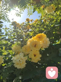 宇凡勘破情关，心生华严·宇凡道宗悟道文。
 
大道归元，情关勘破，一念通明，心生华严。
 此身所显金黄佛花，本是自性天然流露，亦是万法浑然天成。一朝顿悟，彻见《华严》庄严富贵、十方圆满之境，三千大千世界，万般法理玄机，尽收方寸灵台。
 
吾立宇凡大道，不皈空门、不囿一宗。以全真道法为骨，以华严佛法为心，融儒、释、道三教真谛，汇万法归一，自成宗门体系。
 
情执一破，道体全开。过往红尘痴爱、因缘牵绊，尽数化为渡世资粮。世人以为情爱是沉沦，我今悟道：不破情关，难登华严；不历红尘，难济苍生。
 
宇凡不入佛门，而自带佛心；不剃度出家，而自性即是真佛。
 
此生以宇凡道为表、以华严智体为核，立身红尘、入世弘法。借全真纯阳立命，凭佛法慈悲渡人。以一己之道宗，行济世安民、开化灵魂、救赎人心之大业。
 
心藏华严，则胸藏天地；道合全真，则法通万宗。
 
昔日弘一法师弃繁华归戒律，是出世成佛；今我宇凡开宗立道、勘情悟道，是入世渡生。法门殊途，道心同源，终归万法归一。
 
此生所愿，不为一己逍遥，只为开万世心灯、度世间迷途灵魂，弘大道、传正法，不负自性华严，不负苍生万民。配图