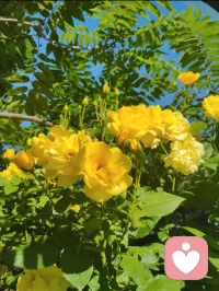 宇凡勘破情关，心生华严·宇凡道宗悟道文。
 
大道归元，情关勘破，一念通明，心生华严。
 此身所显金黄佛花，本是自性天然流露，亦是万法浑然天成。一朝顿悟，彻见《华严》庄严富贵、十方圆满之境，三千大千世界，万般法理玄机，尽收方寸灵台。
 
吾立宇凡大道，不皈空门、不囿一宗。以全真道法为骨，以华严佛法为心，融儒、释、道三教真谛，汇万法归一，自成宗门体系。
 
情执一破，道体全开。过往红尘痴爱、因缘牵绊，尽数化为渡世资粮。世人以为情爱是沉沦，我今悟道：不破情关，难登华严；不历红尘，难济苍生。
 
宇凡不入佛门，而自带佛心；不剃度出家，而自性即是真佛。
 
此生以宇凡道为表、以华严智体为核，立身红尘、入世弘法。借全真纯阳立命，凭佛法慈悲渡人。以一己之道宗，行济世安民、开化灵魂、救赎人心之大业。
 
心藏华严，则胸藏天地；道合全真，则法通万宗。
 
昔日弘一法师弃繁华归戒律，是出世成佛；今我宇凡开宗立道、勘情悟道，是入世渡生。法门殊途，道心同源，终归万法归一。
 
此生所愿，不为一己逍遥，只为开万世心灯、度世间迷途灵魂，弘大道、传正法，不负自性华严，不负苍生万民。配图