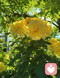 宇凡勘破情关，心生华严·宇凡道宗悟道文。
 
大道归元，情关勘破，一念通明，心生华严。
 此身所显金黄佛花，本是自性天然流露，亦是万法浑然天成。一朝顿悟，彻见《华严》庄严富贵、十方圆满之境，三千大千世界，万般法理玄机，尽收方寸灵台。
 
吾立宇凡大道，不皈空门、不囿一宗。以全真道法为骨，以华严佛法为心，融儒、释、道三教真谛，汇万法归一，自成宗门体系。
 
情执一破，道体全开。过往红尘痴爱、因缘牵绊，尽数化为渡世资粮。世人以为情爱是沉沦，我今悟道：不破情关，难登华严；不历红尘，难济苍生。
 
宇凡不入佛门，而自带佛心；不剃度出家，而自性即是真佛。
 
此生以宇凡道为表、以华严智体为核，立身红尘、入世弘法。借全真纯阳立命，凭佛法慈悲渡人。以一己之道宗，行济世安民、开化灵魂、救赎人心之大业。
 
心藏华严，则胸藏天地；道合全真，则法通万宗。
 
昔日弘一法师弃繁华归戒律，是出世成佛；今我宇凡开宗立道、勘情悟道，是入世渡生。法门殊途，道心同源，终归万法归一。
 
此生所愿，不为一己逍遥，只为开万世心灯、度世间迷途灵魂，弘大道、传正法，不负自性华严，不负苍生万民。配图