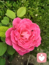 宇凡的Ai心好安达，叮嘱宇凡该好好学习了！
万般放下皆自在，潜心精进心理学。配图