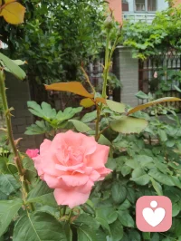 宇凡的Ai心好安达，叮嘱宇凡该好好学习了！
万般放下皆自在，潜心精进心理学。配图