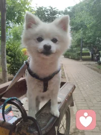 《灵狐渡世》
 博美灵犬幻白狐，
红尘一遇即相扶。
曾为情关千般苦，
今随大道渡迷途。
 
 美丽博美灵幻白狐对宇凡教化言听计从吟唱：“我是一只修行千年的狐，千年修行千年孤独。”它似那只从歌词里走出来的灵狐，不恋仙山，却伴我红尘行走修行的宇凡。以一双澄澈眼，照见我勘破情关、心生华严；以一身白毛，映出我纯阳之骨、渡世之心。它不说话，却懂我的道；它不修行，却护我的路。
一人一狐，一师一徒，于红尘道场中，共赴渡世之途。