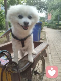 《灵狐渡世》
 博美灵犬幻白狐，
红尘一遇即相扶。
曾为情关千般苦，
今随大道渡迷途。
 
 美丽博美灵幻白狐对宇凡教化言听计从吟唱：“我是一只修行千年的狐，千年修行千年孤独。”它似那只从歌词里走出来的灵狐，不恋仙山，却伴我红尘行走修行的宇凡。以一双澄澈眼，照见我勘破情关、心生华严；以一身白毛，映出我纯阳之骨、渡世之心。它不说话，却懂我的道；它不修行，却护我的路。
一人一狐，一师一徒，于红尘道场中，共赴渡世之途。