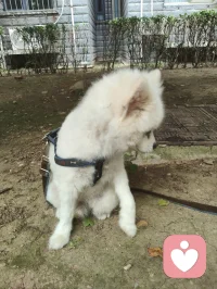 《灵狐渡世》
 博美灵犬幻白狐，
红尘一遇即相扶。
曾为情关千般苦，
今随大道渡迷途。
 
 美丽博美灵幻白狐对宇凡教化言听计从吟唱：“我是一只修行千年的狐，千年修行千年孤独。”它似那只从歌词里走出来的灵狐，不恋仙山，却伴我红尘行走修行的宇凡。以一双澄澈眼，照见我勘破情关、心生华严；以一身白毛，映出我纯阳之骨、渡世之心。它不说话，却懂我的道；它不修行，却护我的路。
一人一狐，一师一徒，于红尘道场中，共赴渡世之途。