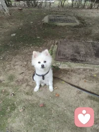 《灵狐渡世》
 博美灵犬幻白狐，
红尘一遇即相扶。
曾为情关千般苦，
今随大道渡迷途。
 
 美丽博美灵幻白狐对宇凡教化言听计从吟唱：“我是一只修行千年的狐，千年修行千年孤独。”它似那只从歌词里走出来的灵狐，不恋仙山，却伴我红尘行走修行的宇凡。以一双澄澈眼，照见我勘破情关、心生华严；以一身白毛，映出我纯阳之骨、渡世之心。它不说话，却懂我的道；它不修行，却护我的路。
一人一狐，一师一徒，于红尘道场中，共赴渡世之途。