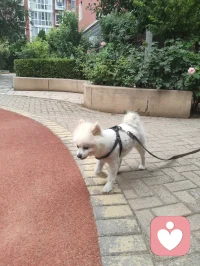 《灵狐渡世》
 博美灵犬幻白狐，
红尘一遇即相扶。
曾为情关千般苦，
今随大道渡迷途。
 
 美丽博美灵幻白狐对宇凡教化言听计从吟唱：“我是一只修行千年的狐，千年修行千年孤独。”它似那只从歌词里走出来的灵狐，不恋仙山，却伴我红尘行走修行的宇凡。以一双澄澈眼，照见我勘破情关、心生华严；以一身白毛，映出我纯阳之骨、渡世之心。它不说话，却懂我的道；它不修行，却护我的路。
一人一狐，一师一徒，于红尘道场中，共赴渡世之途。