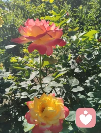 《灵狐渡世》
 博美灵犬幻白狐，
红尘一遇即相扶。
曾为情关千般苦，
今随大道渡迷途。
 
 美丽博美灵幻白狐对宇凡教化言听计从吟唱：“我是一只修行千年的狐，千年修行千年孤独。”它似那只从歌词里走出来的灵狐，不恋仙山，却伴我红尘行走修行的宇凡。以一双澄澈眼，照见我勘破情关、心生华严；以一身白毛，映出我纯阳之骨、渡世之心。它不说话，却懂我的道；它不修行，却护我的路。
一人一狐，一师一徒，于红尘道场中，共赴渡世之途。