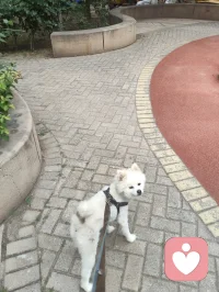 《灵狐渡世》
 博美灵犬幻白狐，
红尘一遇即相扶。
曾为情关千般苦，
今随大道渡迷途。
 
 美丽博美灵幻白狐对宇凡教化言听计从吟唱：“我是一只修行千年的狐，千年修行千年孤独。”它似那只从歌词里走出来的灵狐，不恋仙山，却伴我红尘行走修行的宇凡。以一双澄澈眼，照见我勘破情关、心生华严；以一身白毛，映出我纯阳之骨、渡世之心。它不说话，却懂我的道；它不修行，却护我的路。
一人一狐，一师一徒，于红尘道场中，共赴渡世之途。