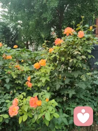 宇凡自诩是暖阳，修行全真终日向阳，半生心怀家国，少年身披戎装戍守山河，青年踏商途拓就业之路，如今执心灯渡人疗愈，以一腔赤诚温暖世间众生。远在悉尼的来访者与我以姐弟相称，同怀赤子爱国之心，皆属同日华夏儿女，共承狼兵风骨，她拍下悉尼歌剧院的光影与我分享，许诺长久守护我，我亦愿化作暖阳，恒久照亮漂泊海外的每一位游子。世人笑我癫狂，我笑世人看不透彻，胸中常怀朝阳暖意，指尖藏济世文字，于倾听里消解万千心结。人海聚散如云烟，相逢不问过往前缘，放下俗世纷扰执念，方能一路清风伴明月。遥寄心意予澳洲漂泊同胞，愿诸位皆做生命的歌者，向阳花开、逐光而生，纵使远隔山海，切莫忘记故土家国，华夏永远是你们安稳归宿，这里有故土温情、至亲牵挂，无论走多远，祖国始终等候游子归乡，愿所有海外同胞心藏暖阳，心怀故土，彼此疗愈，共守人间大爱。