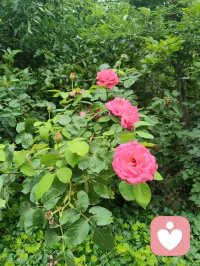 《寄海外游子姐弟同心》
 
少时持甲卫家邦，壮岁经商拓四方。
自许骄阳融世寒，心随葵卉向晴光。
悉尼遥递歌剧院，狼兵同承护道肠。
笑对尘人嘲我痴，胸藏朝日暖肝肠。
浮生聚散如云逝，放下千愁月自长。
海外游子休忘本，故园烟火待君望。
同修大爱疗尘苦，逐光而行万世昌。