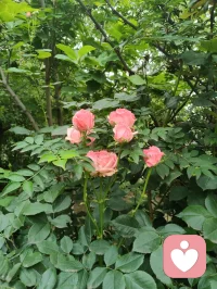 《寄海外游子姐弟同心》
 
少时持甲卫家邦，壮岁经商拓四方。
自许骄阳融世寒，心随葵卉向晴光。
悉尼遥递歌剧院，狼兵同承护道肠。
笑对尘人嘲我痴，胸藏朝日暖肝肠。
浮生聚散如云逝，放下千愁月自长。
海外游子休忘本，故园烟火待君望。
同修大爱疗尘苦，逐光而行万世昌。