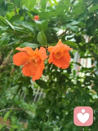 《寄海外游子姐弟同心》
 
少时持甲卫家邦，壮岁经商拓四方。
自许骄阳融世寒，心随葵卉向晴光。
悉尼遥递歌剧院，狼兵同承护道肠。
笑对尘人嘲我痴，胸藏朝日暖肝肠。
浮生聚散如云逝，放下千愁月自长。
海外游子休忘本，故园烟火待君望。
同修大爱疗尘苦，逐光而行万世昌。
