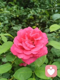 《寄海外游子姐弟同心》
 
少时持甲卫家邦，壮岁经商拓四方。
自许骄阳融世寒，心随葵卉向晴光。
悉尼遥递歌剧院，狼兵同承护道肠。
笑对尘人嘲我痴，胸藏朝日暖肝肠。
浮生聚散如云逝，放下千愁月自长。
海外游子休忘本，故园烟火待君望。
同修大爱疗尘苦，逐光而行万世昌。
