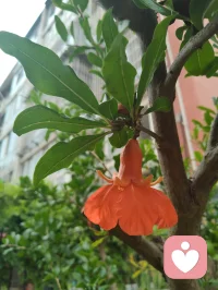 宇凡敬赠给力平台
 
幸入良台沐暖风，包容厚育润心胸。
深耕心学消愁绪，静悟疗愈解困笼。
借得平台三尺地，愿倾赤诚万千重。
初心不改勤精进，誓作良医慰众生。