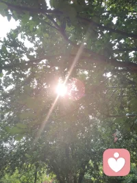 树叶间漏下的晨光，恰似内心藏起的温柔。心理学讲接纳自我，借自然微光和解所有不安与内耗。