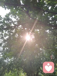 树叶间漏下的晨光，恰似内心藏起的温柔。心理学讲接纳自我，借自然微光和解所有不安与内耗。